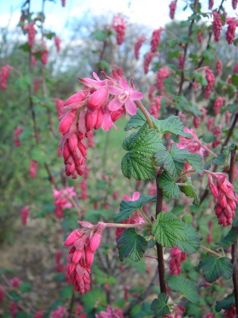 Ribes sanguineum
